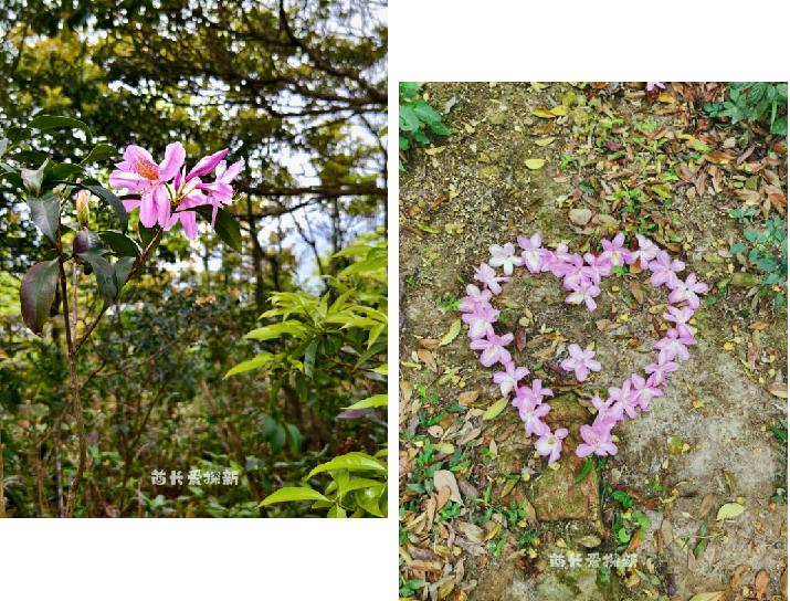 梧桐山看花图片