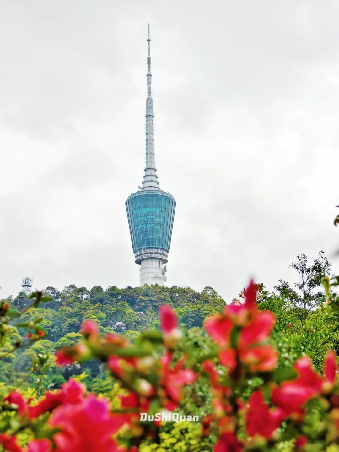 梧桐山看花图片