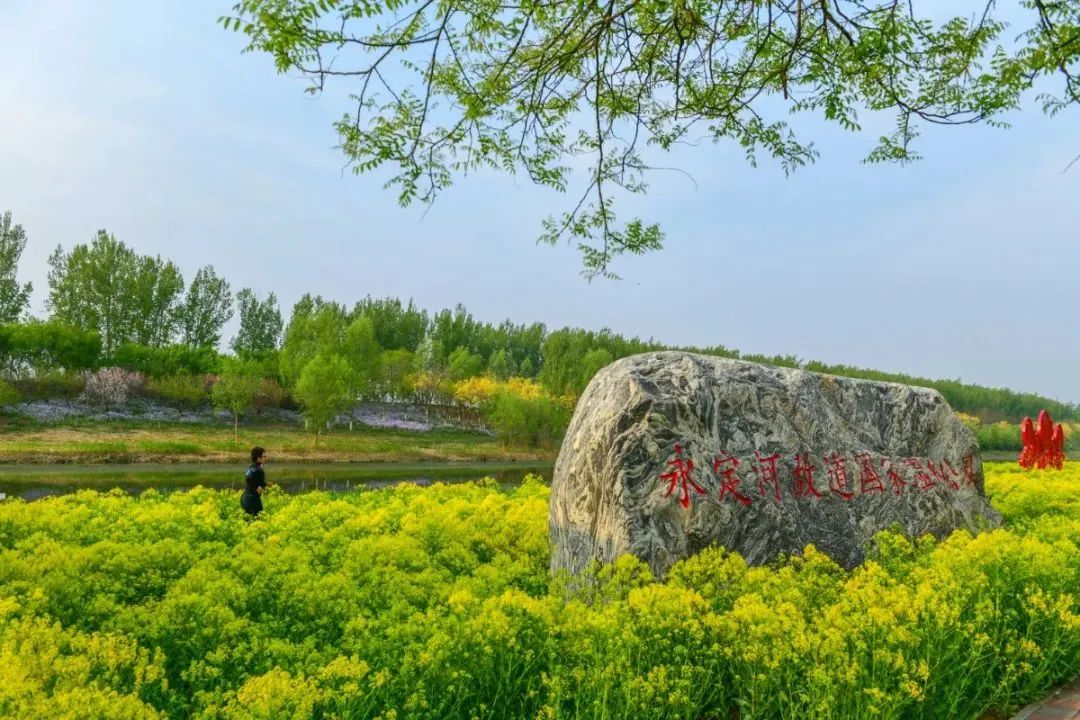 武清赏花日历来啦→_澎湃号·媒体_澎湃新闻-the paper