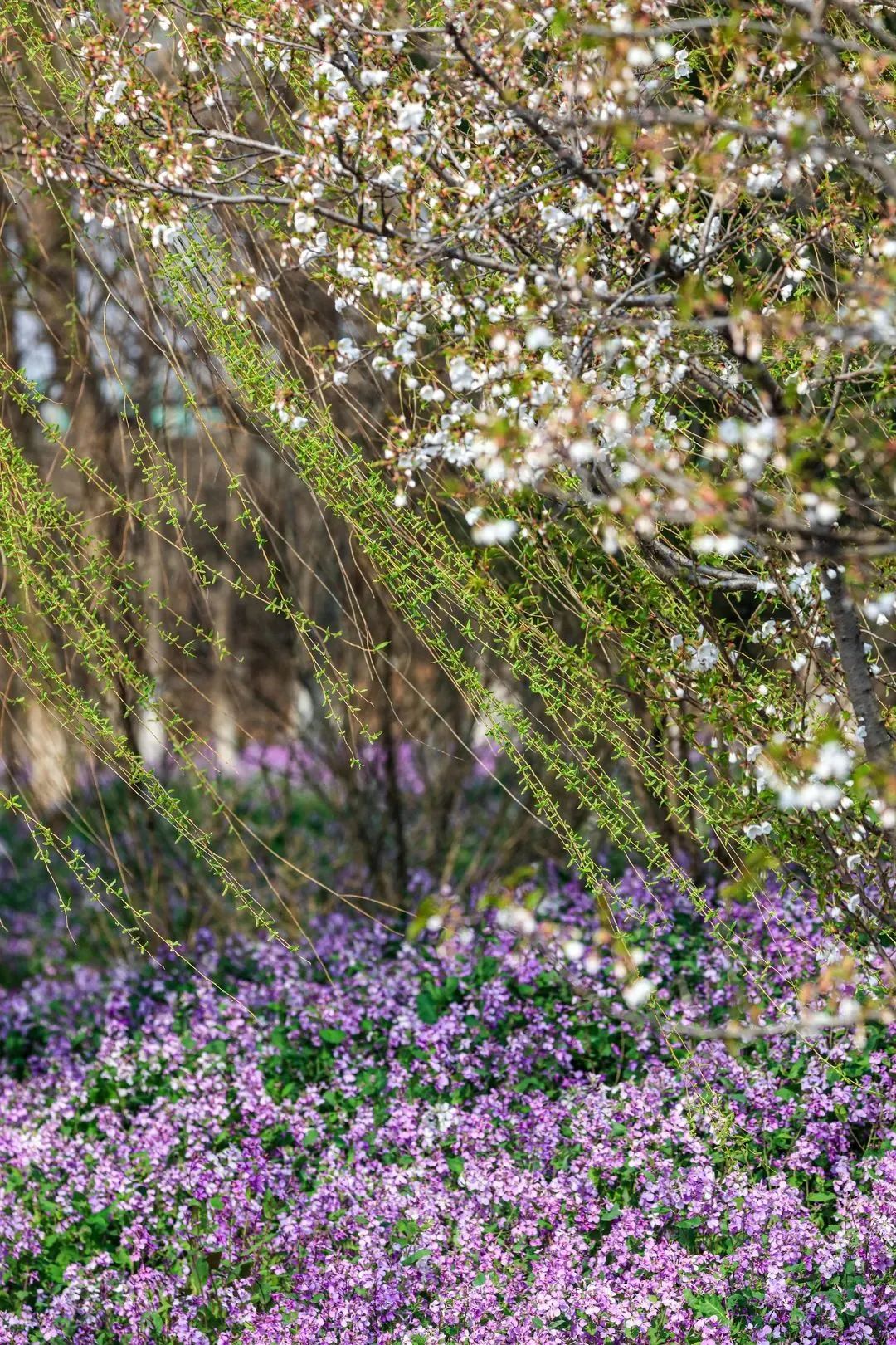 武清赏花日历来啦→_澎湃号·媒体_澎湃新闻-the paper