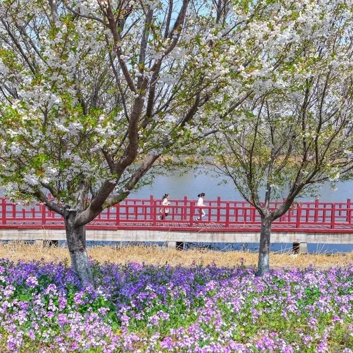 武清赏花日历来啦→_澎湃号·媒体_澎湃新闻-the paper