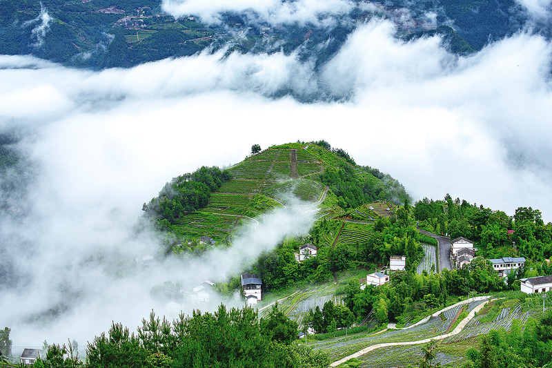 重庆市开州区大进镇大力发展茶产业助力乡村振兴_澎湃号·政务_澎湃