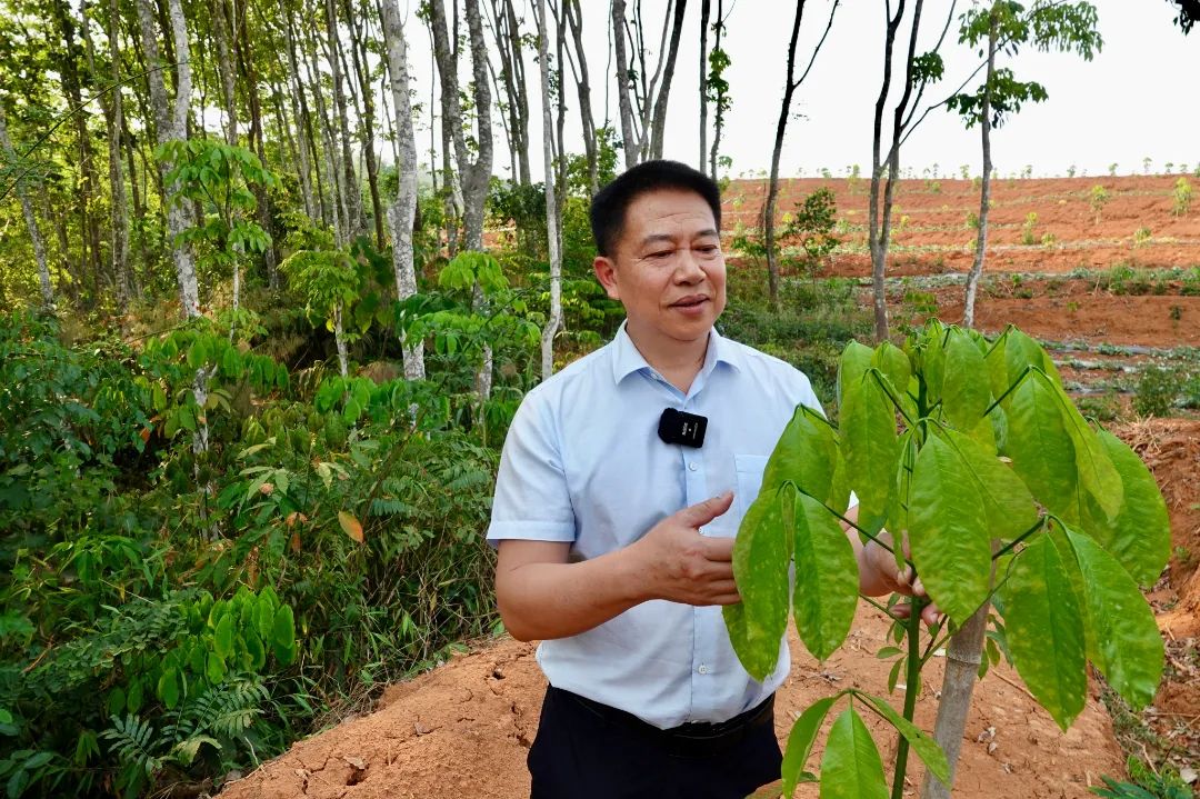 推行胶园提质行动 全力打造天然橡胶生产“核心基地”(图6)