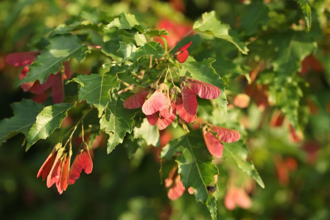 探秘!长白山植物千"种"风情~茶条槭_澎湃号·政务_澎湃新闻-the paper