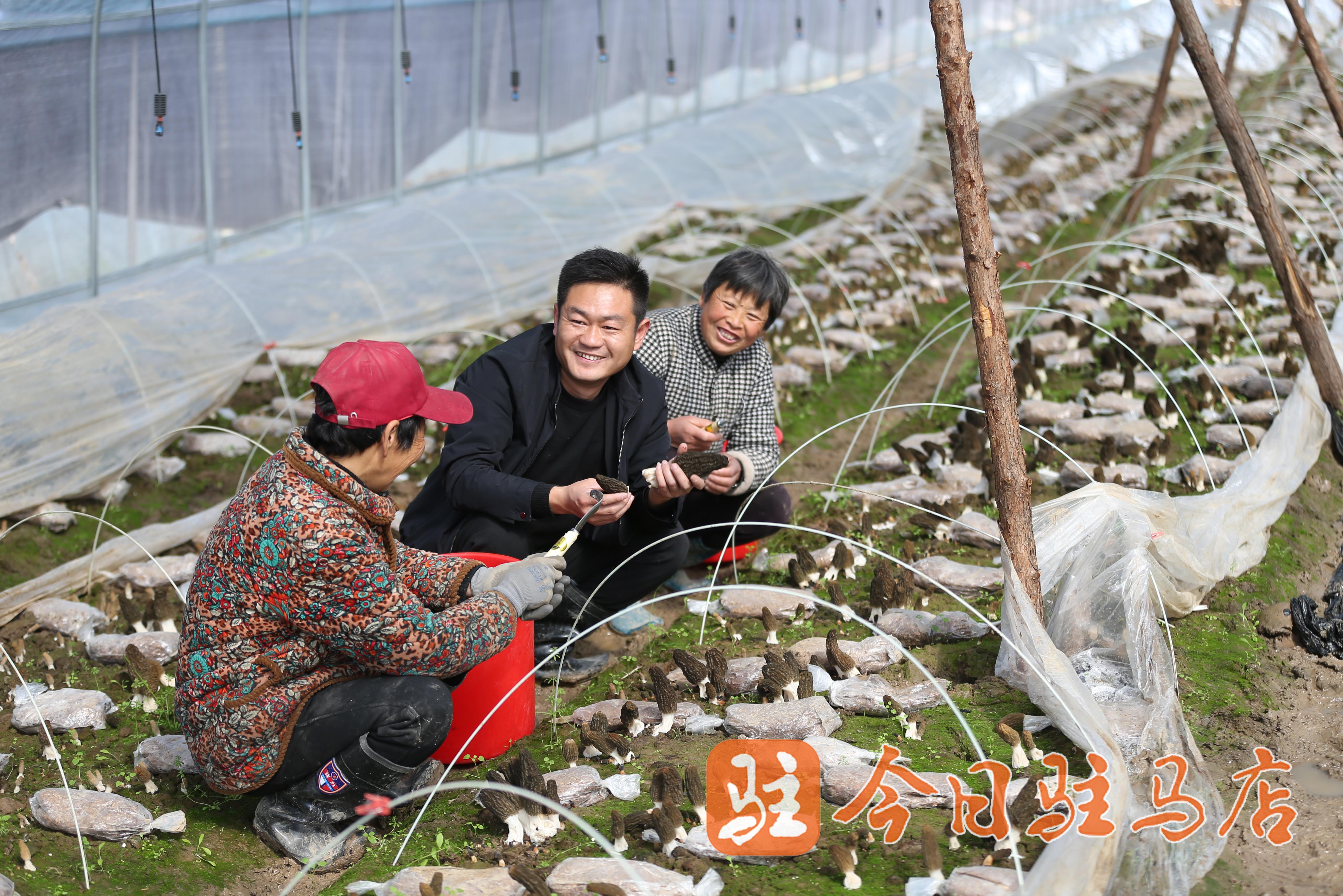 为了延长产业链,做好深加工文章,柴庄村又随之建立了羊肚菌