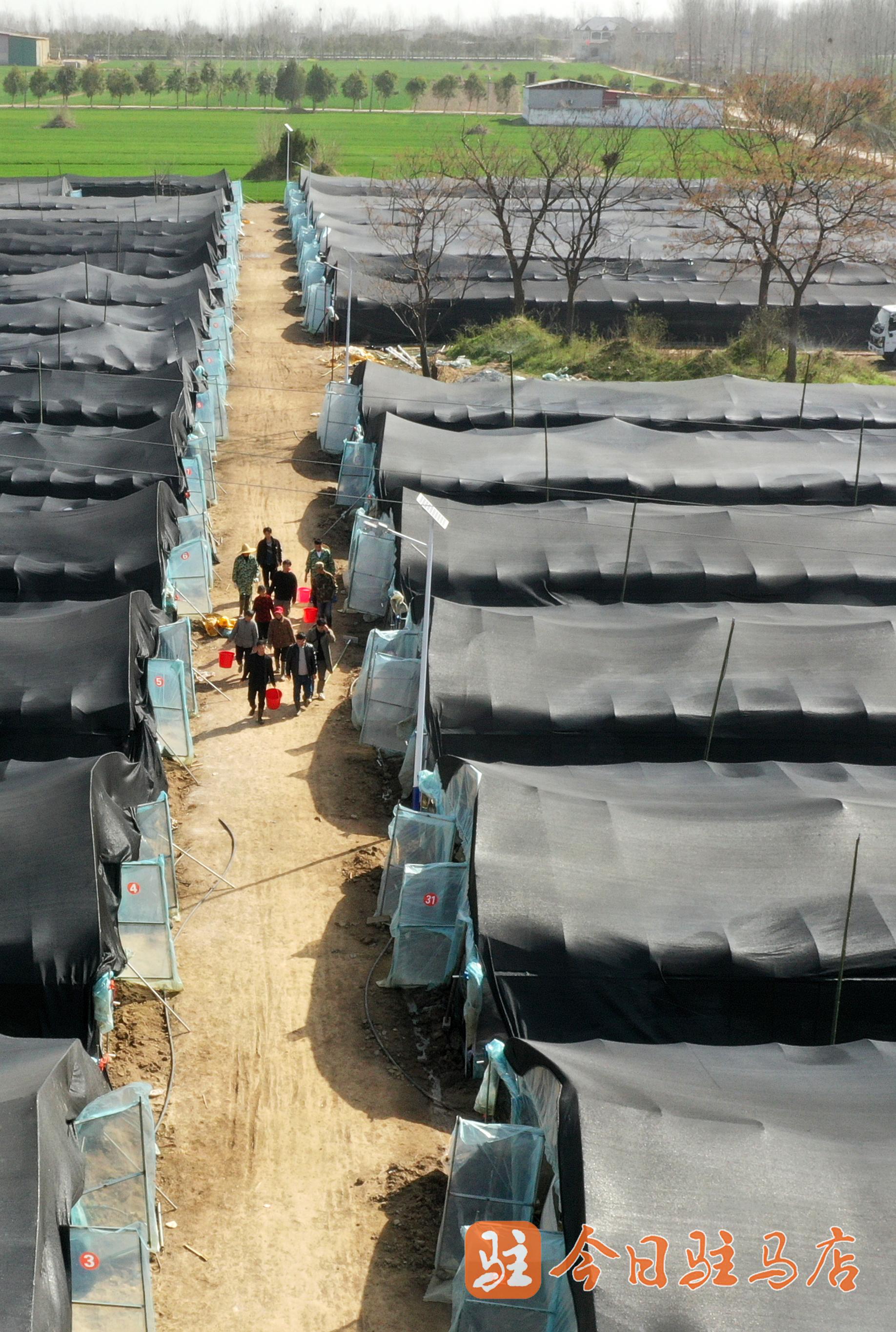 为了延长产业链,做好深加工文章,柴庄村又随之建立了羊肚菌加工基地