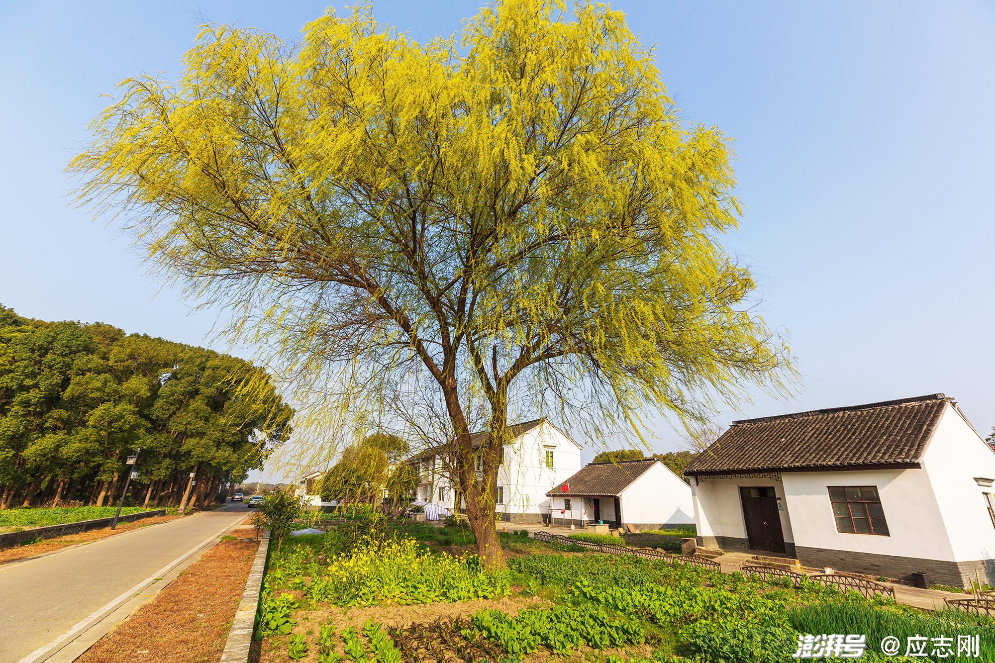 从上海到黎里古镇,感受水乡田园的诗意生活