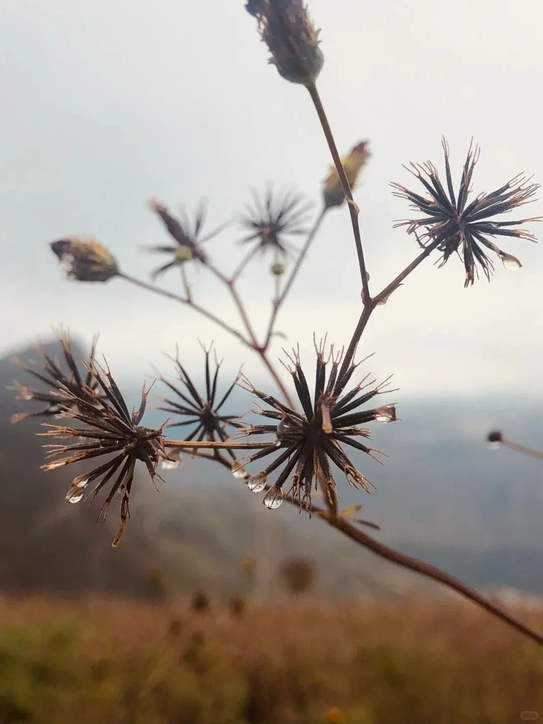 韩国植物性药图片