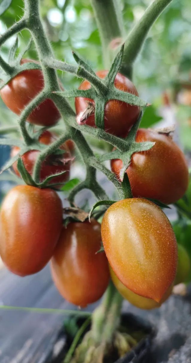 奉城这个村的多巴胺五彩小番茄"甜蜜"上市!