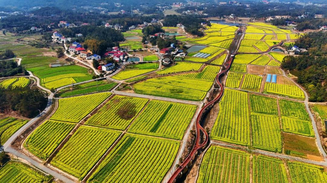 福临油菜花开万倾黄,长沙县这场金色盛宴等您来