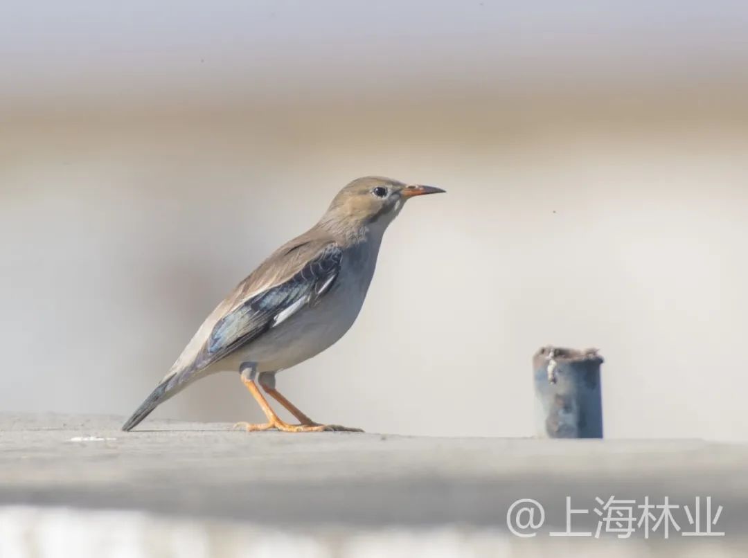 【自然有ta】猜猜我是谁——我是丝光椋鸟_澎湃号·政务_澎湃新闻-the