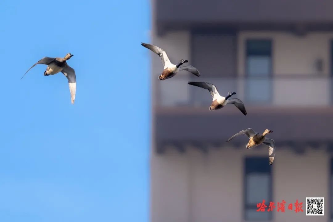 东北林业大学许青教授介绍,松花江哈尔滨段是候鸟重要的迁徙通道,这里