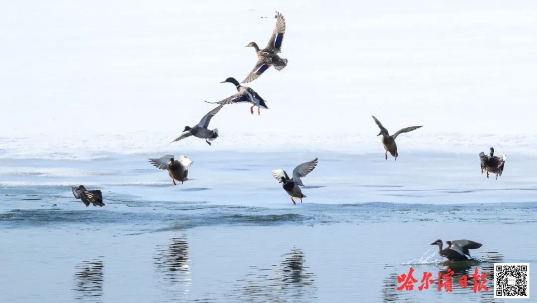 冰城春来早,候鸟梯次归,还有不少"稀客" →_澎湃号·媒体_澎湃新闻