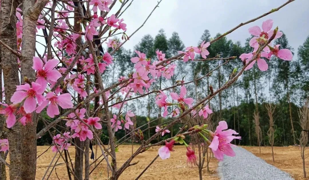 三水南山:乡村"绿"引领乡村"兴"_澎湃号·政务_澎湃新闻-the paper