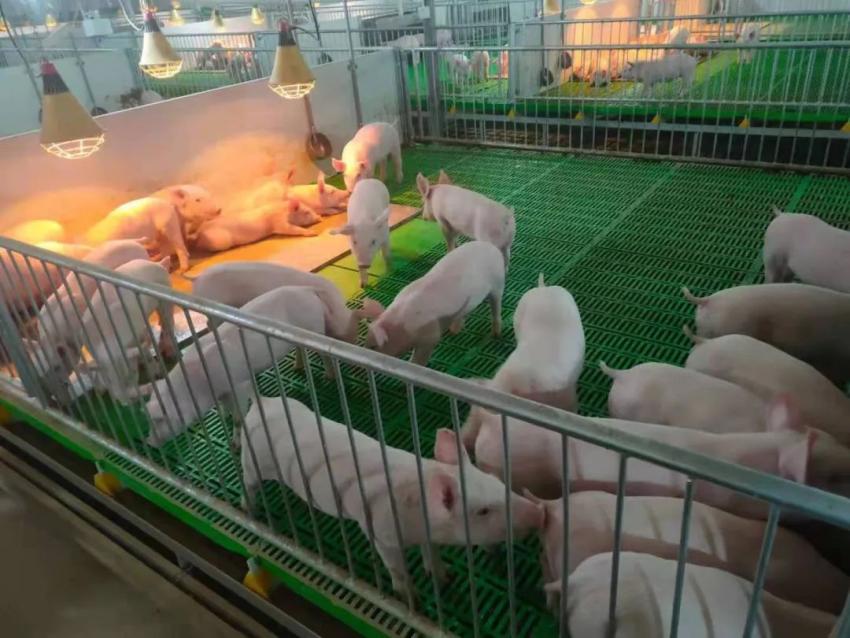 泸州某生猪养殖基地.(资料图)看未来:猪市真正的转机何时到来?
