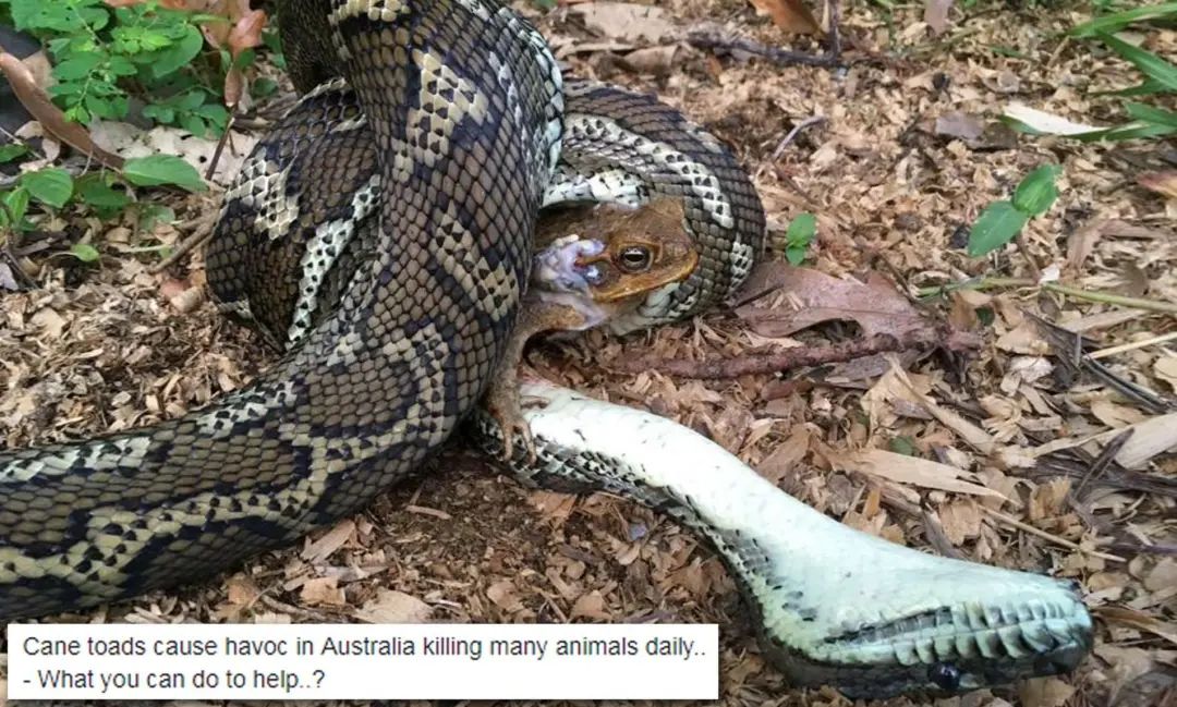 被毒死的蛇吃,可以解决甘蔗蟾蜍泛滥问题吗?