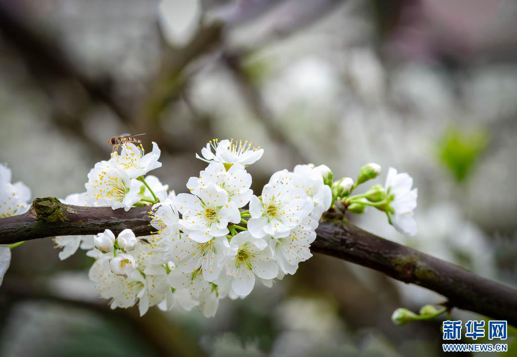 春天里的昭通印象云南绥江十万亩李花迎春绽放