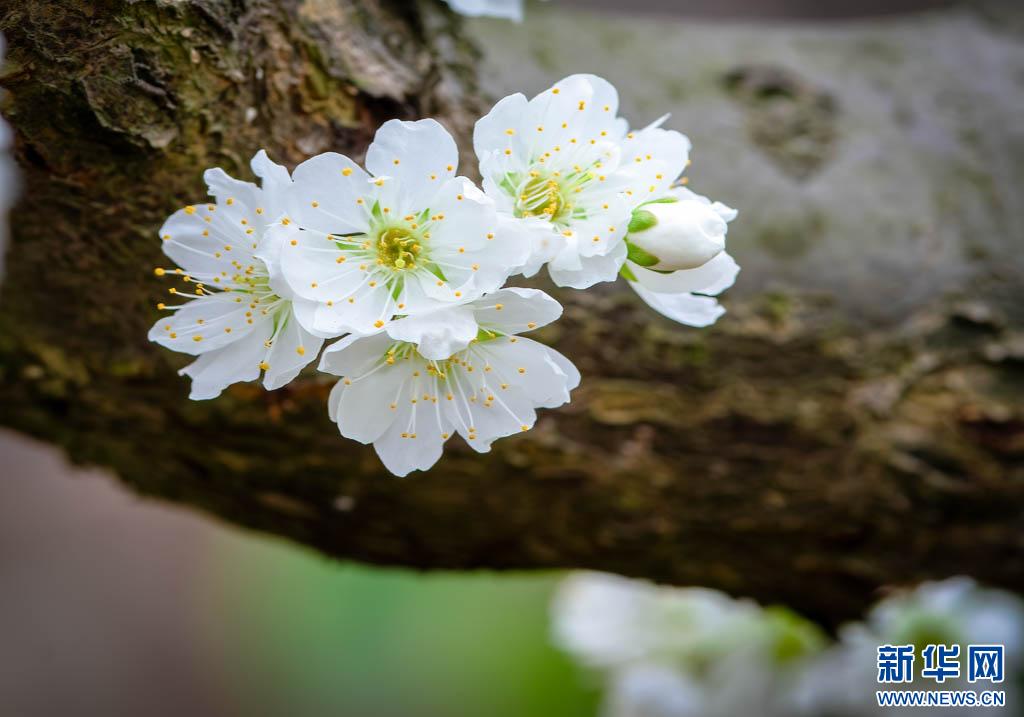 春天里的昭通印象 | 云南绥江十万亩李花 迎春绽放_澎湃号·政务_澎湃