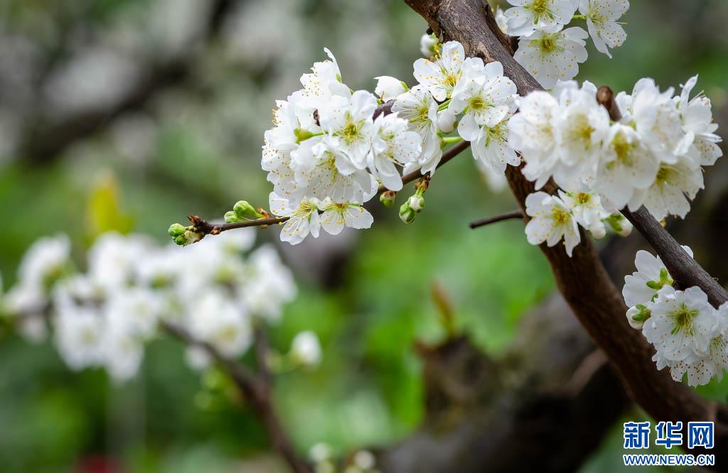 春天里的昭通印象云南绥江十万亩李花迎春绽放