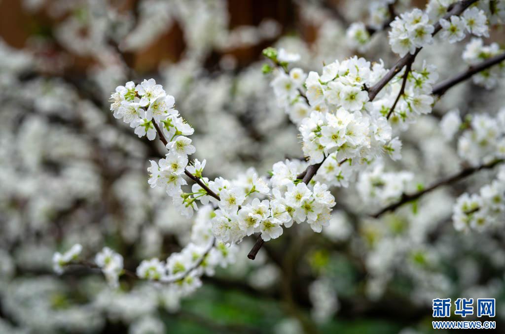 春天里的昭通印象云南绥江十万亩李花迎春绽放