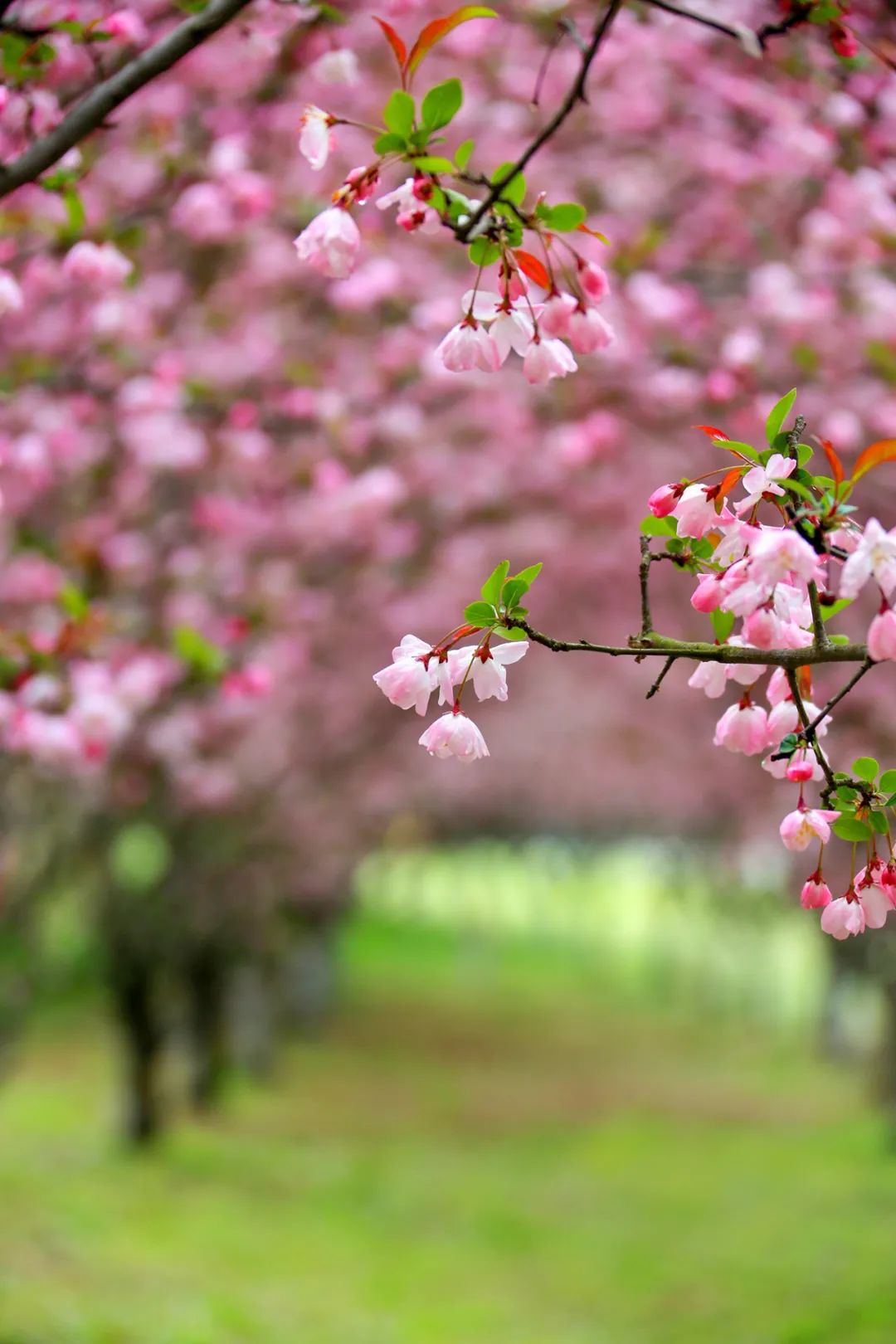 多株海棠花红色,粉色紫色,白色……拼贴出一个五彩纷繁的春天~~肆桃