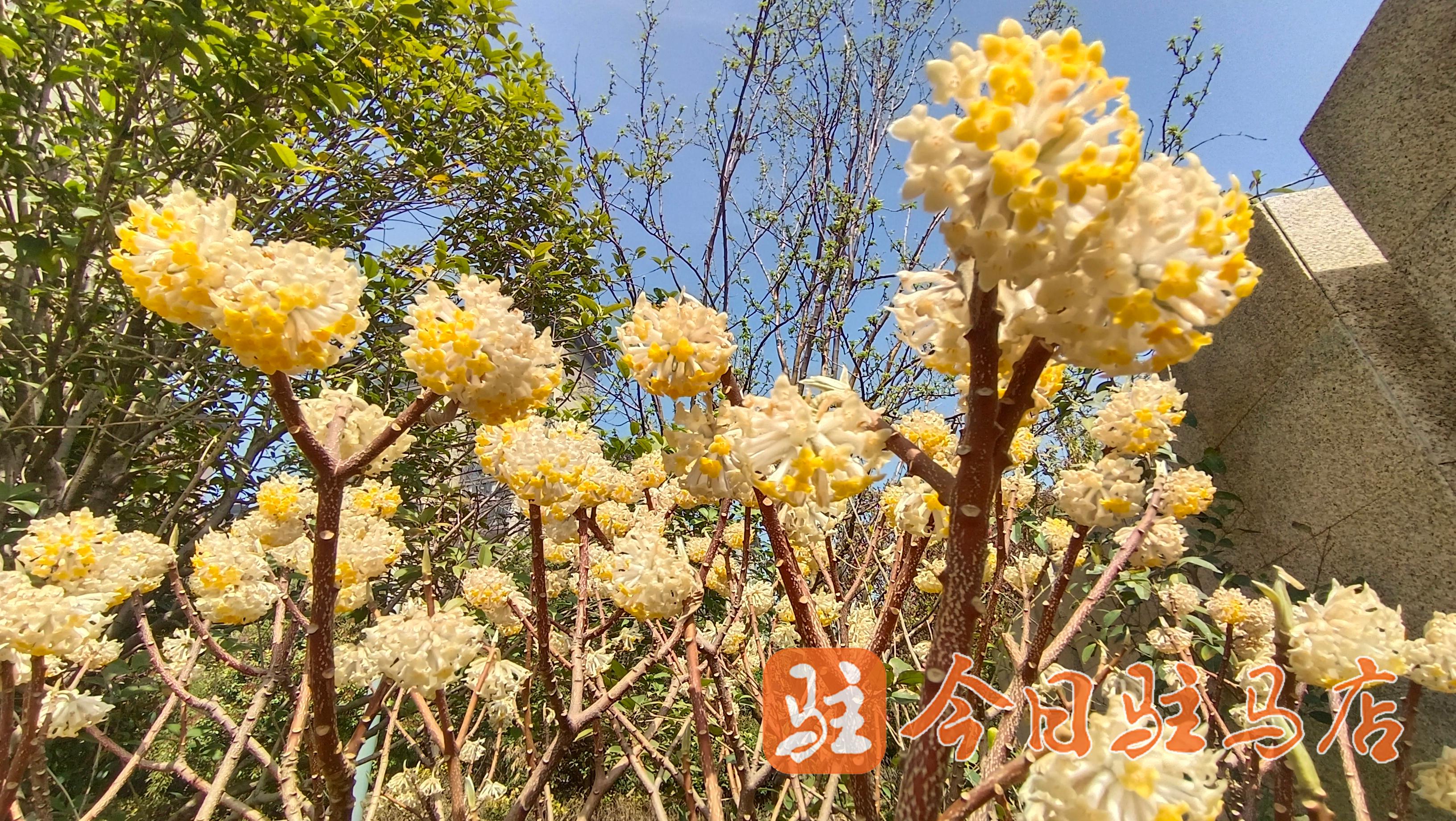 爱情树花图片图片