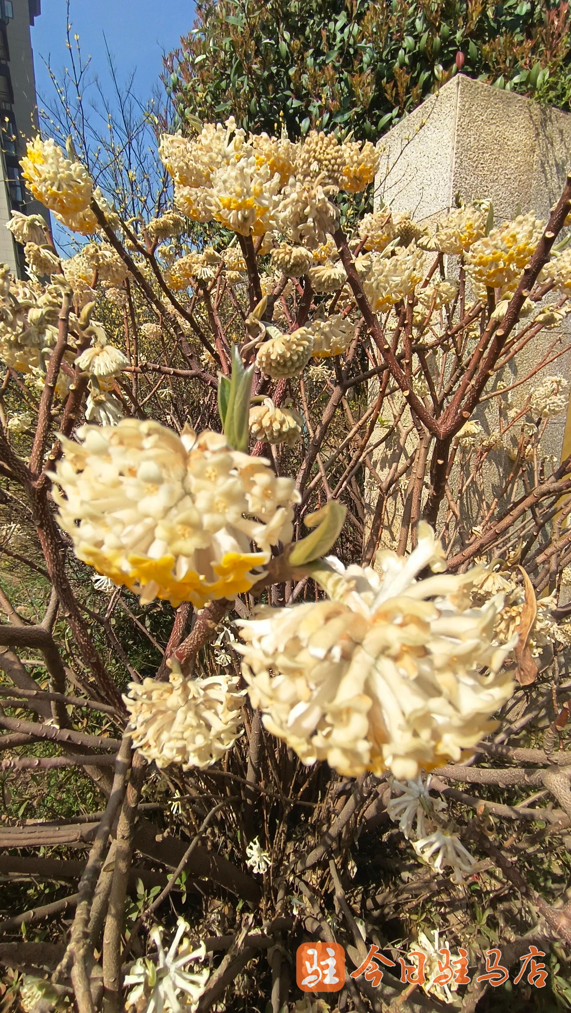 爱情树花图片图片