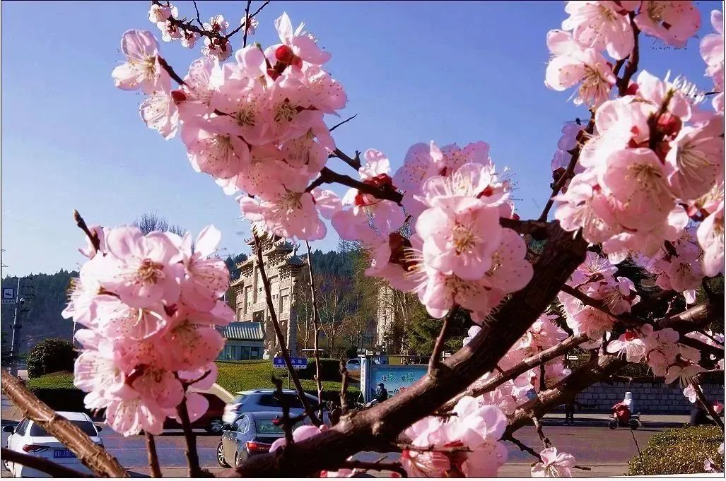 元宝山百花园,太行药王谷,磁州窑富田遗址,邯郸市第十三中学牡丹花"