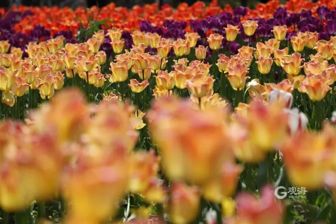 澎湃号·政务_澎湃新闻-the paper