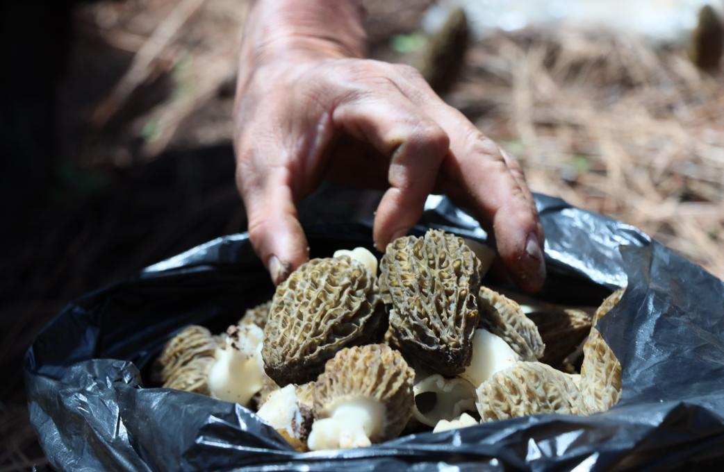 周玉红今年计划收购羊肚菌鲜货80吨,干货8吨.