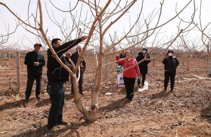土肥水管理,修剪,花果管理,病虫害防治,采收和采后处理及麻核桃出现花