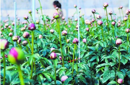 牡丹区黄堽镇:温室芍药鲜切花,赋能乡村振兴别样红_澎湃号·媒体_澎湃