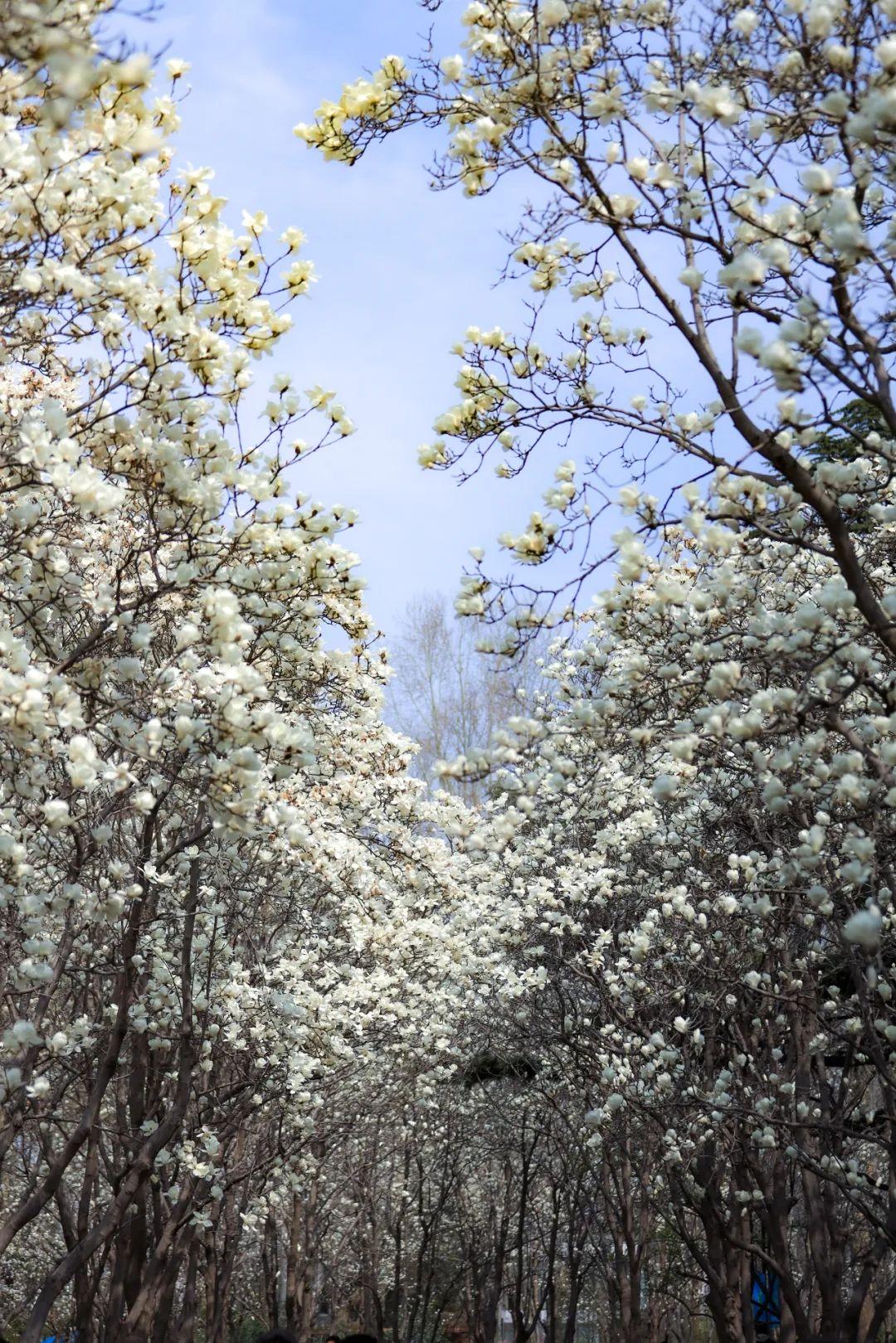 武汉泰合百花公园图片