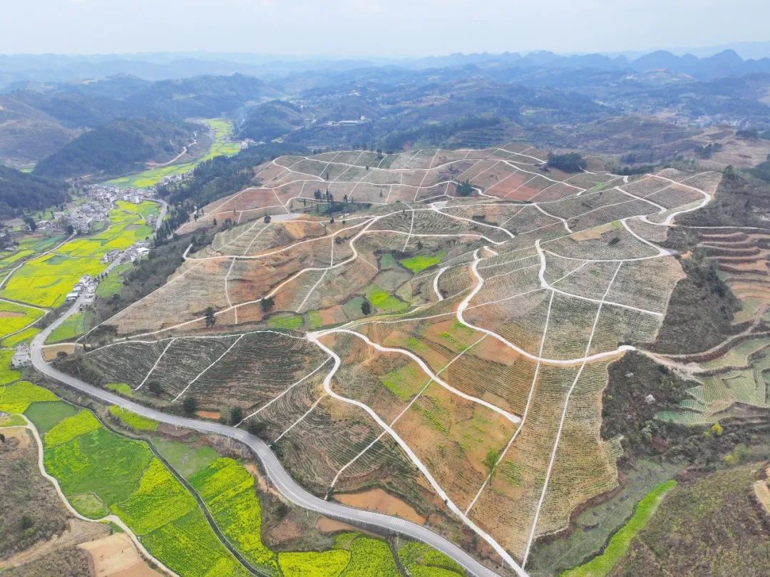 紫云县坝羊镇:春茶吐新绿 茶农采摘忙_澎湃号·政务_澎湃新闻-the