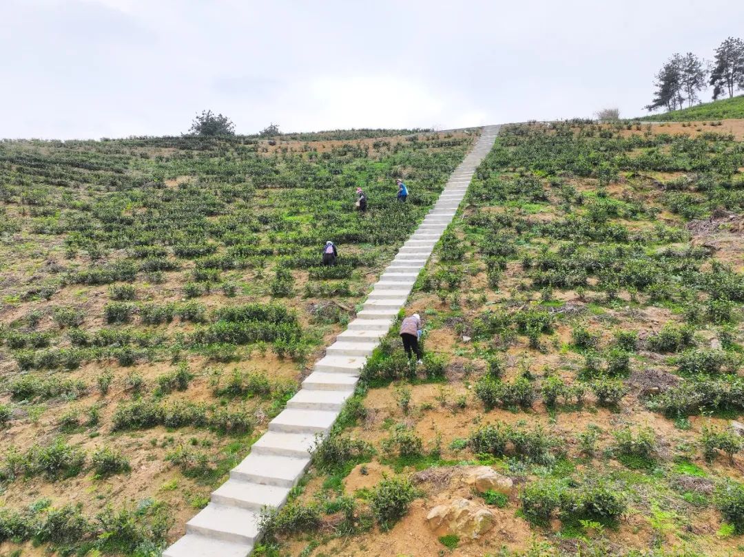 紫云县坝羊镇:春茶吐新绿 茶农采摘忙_澎湃号·政务_澎湃新闻-the