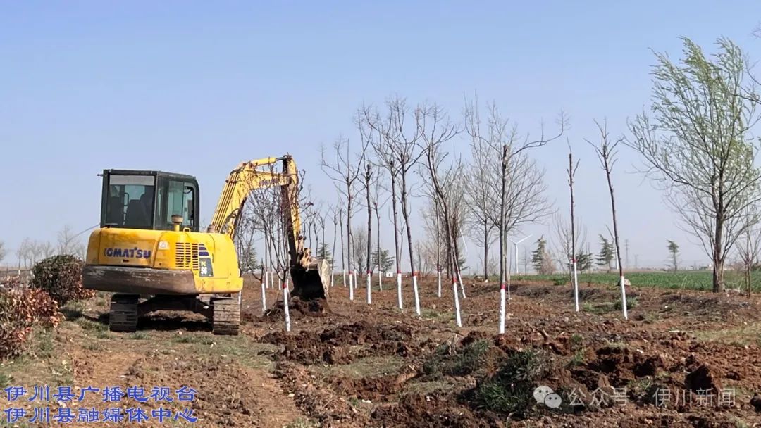 伊川掀起植树热潮