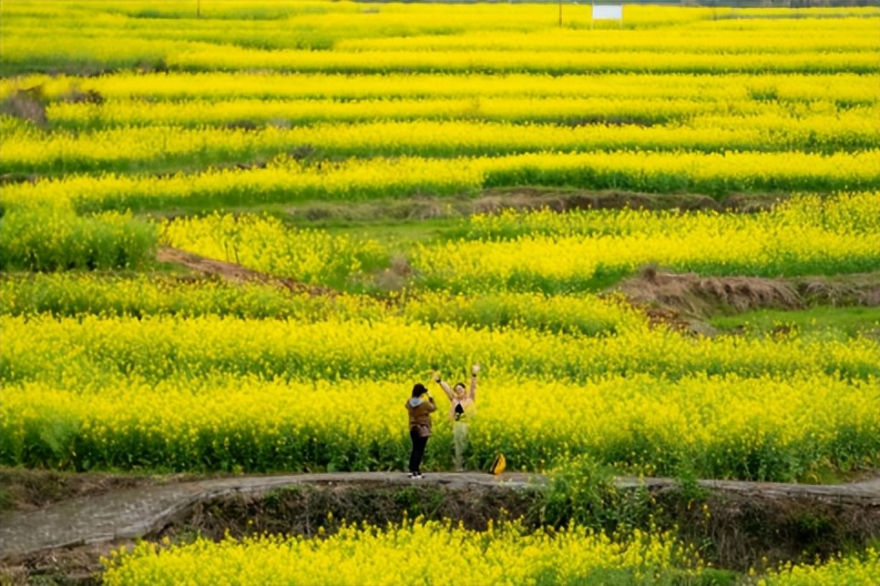 双泉镇油菜花图片