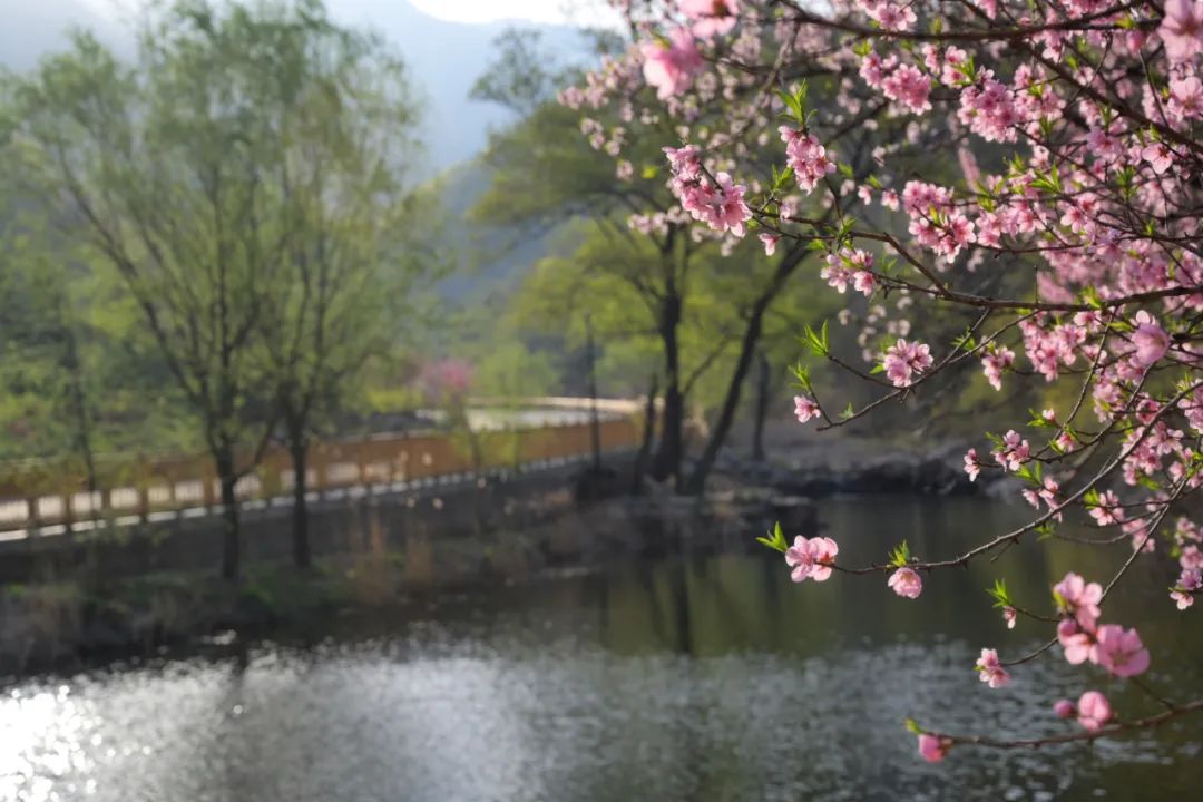 桃花峪里桃花红图片