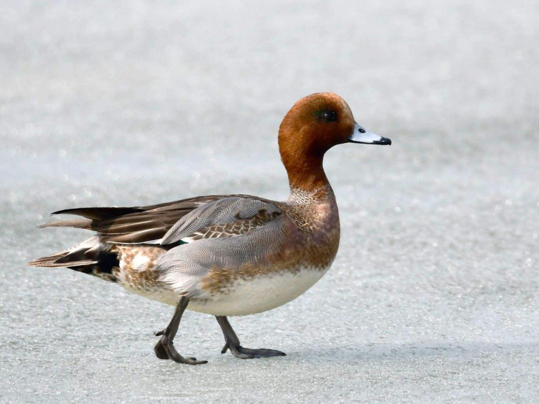 【三江之源 动物乐园】之赤颈鸭