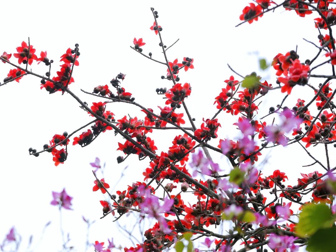 肇庆木棉花开了!就在这些地方……_澎湃号·政务_澎湃新闻-the paper