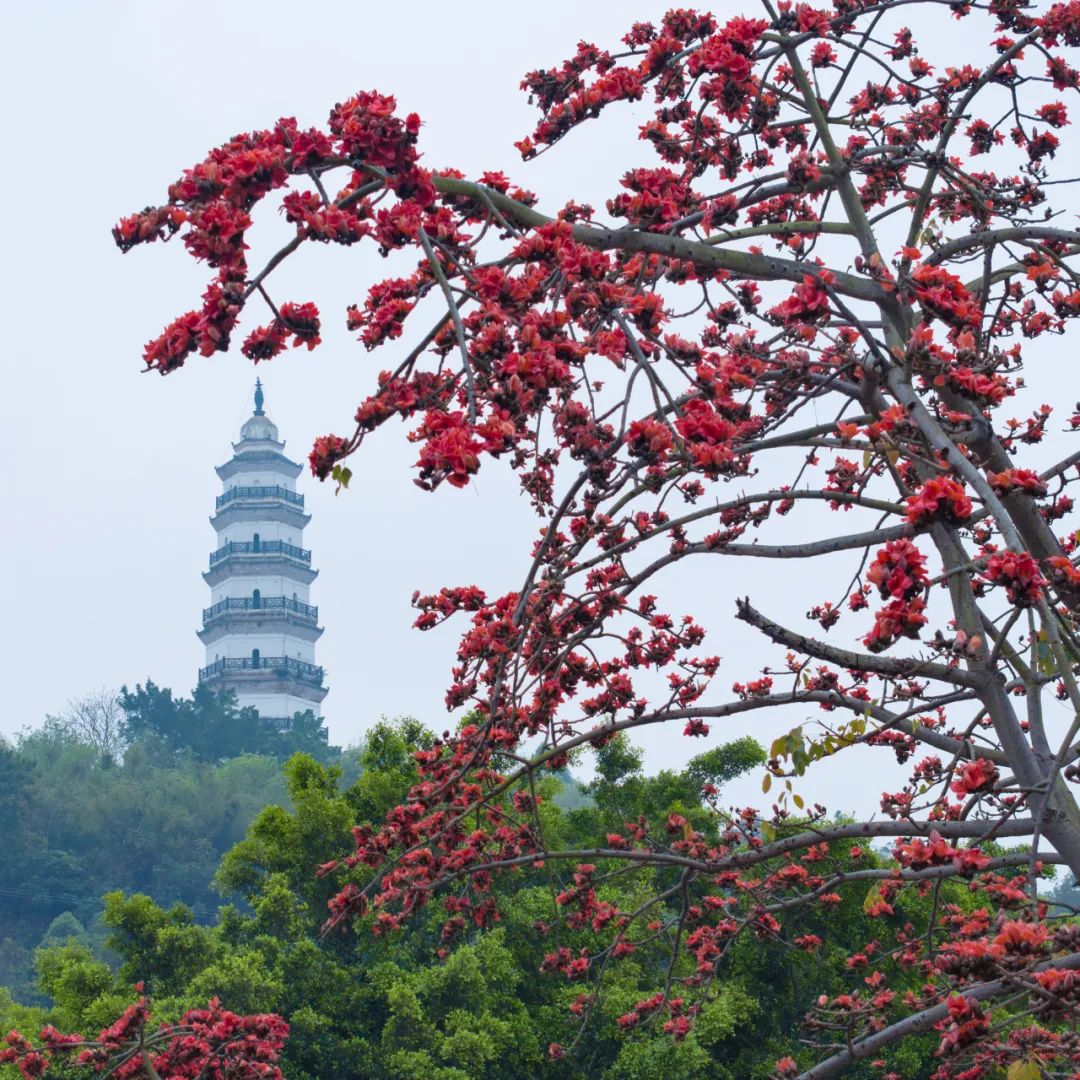 木棉树图片大全唯美图片