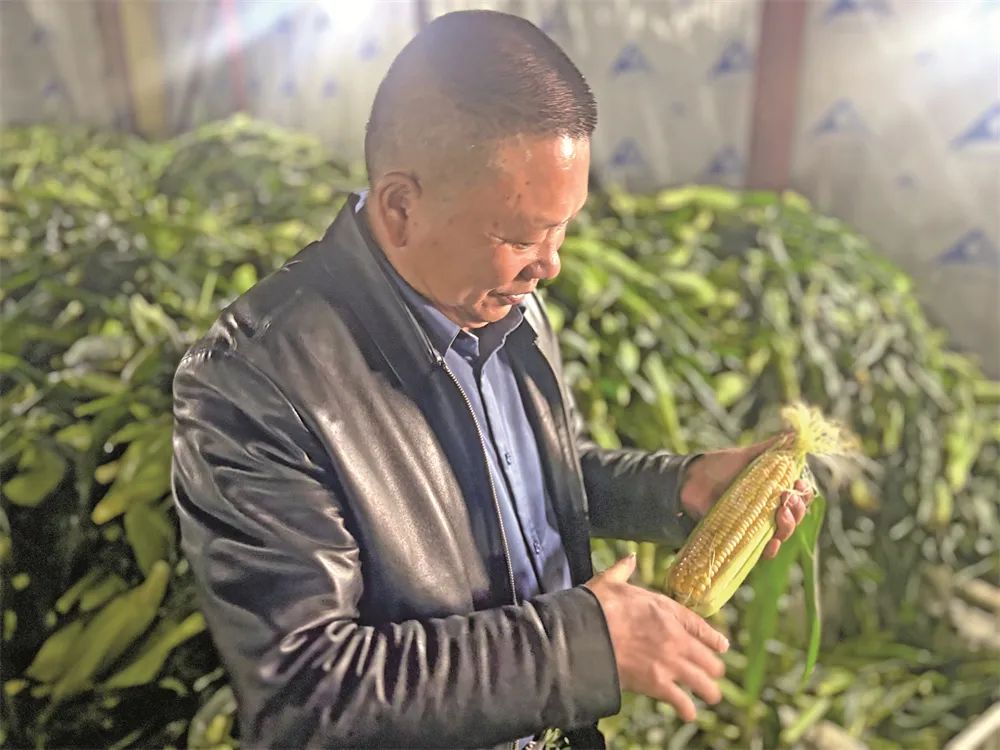 黄先驰让鲜食玉米畅销全国