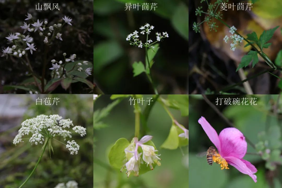 从眼前正开的桂花树算起,叶形多样的茴芹,漫山遍野的打破碗花花,晶莹