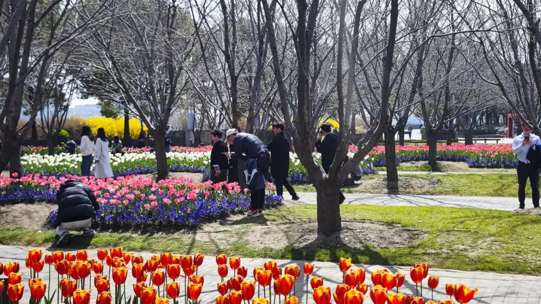 暖意融融的大晴天,到琴键春园看郁金香吧!