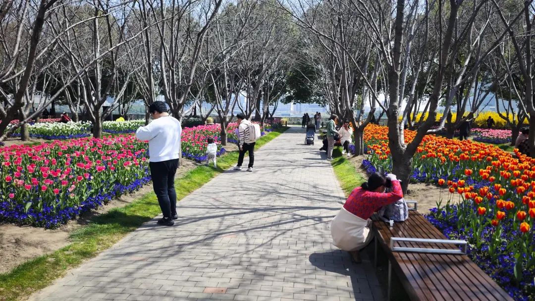 暖意融融的大晴天,到琴键春园看郁金香吧!
