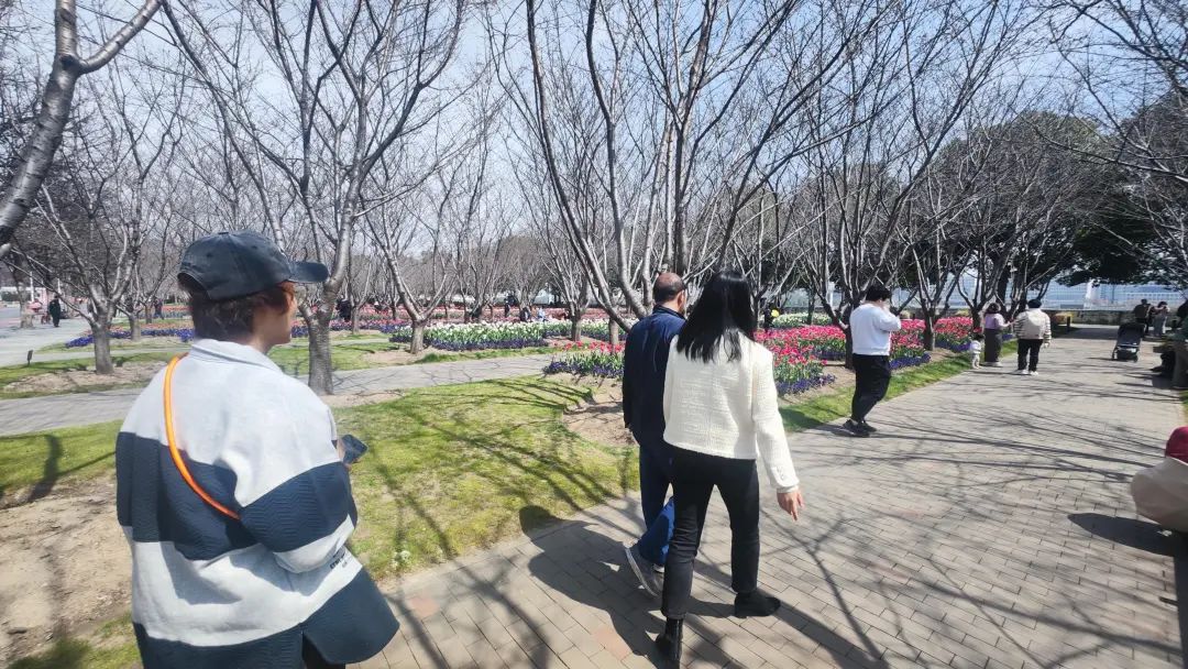 暖意融融的大晴天,到琴键春园看郁金香吧!