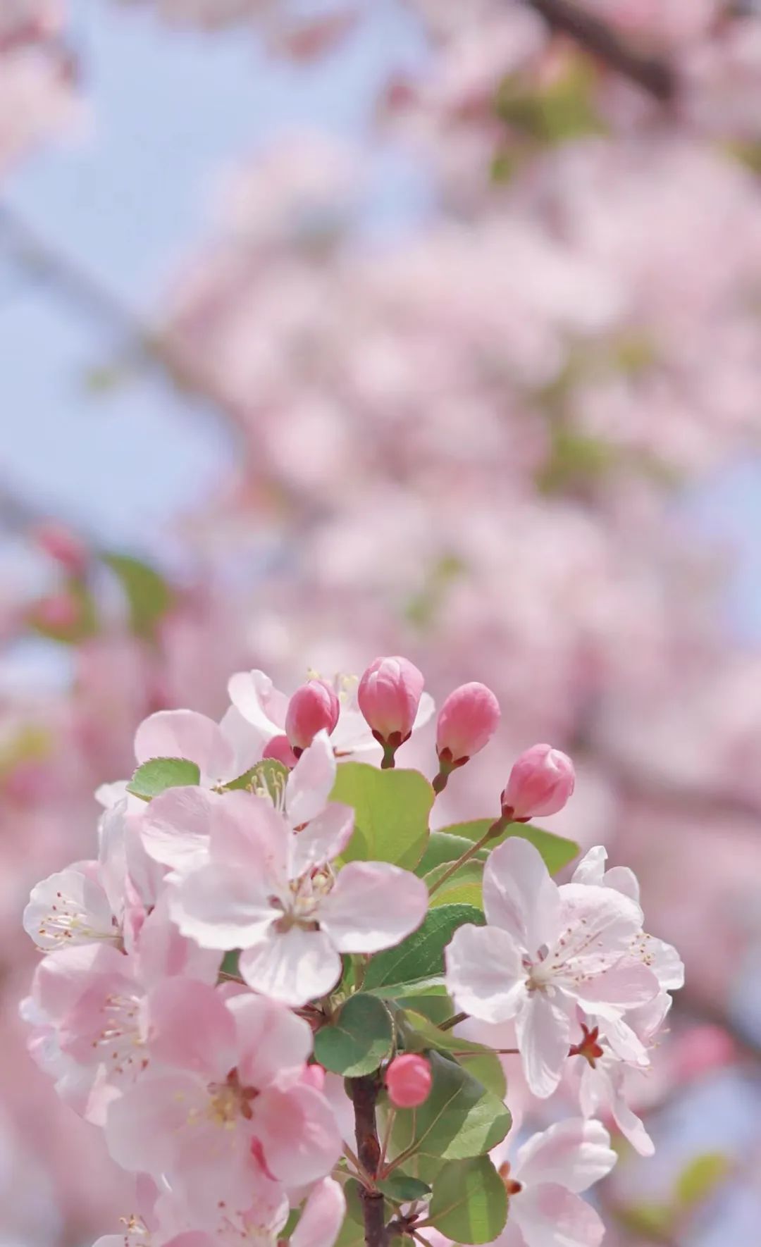 花事英山春日追花日历来啦