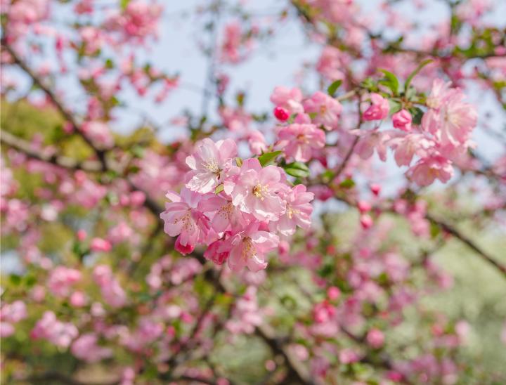 花事英山春日追花日历来啦