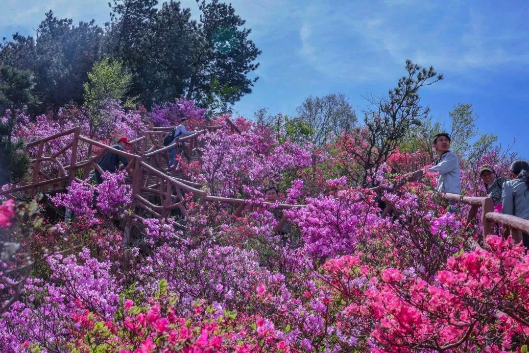 花事英山春日追花日历来啦