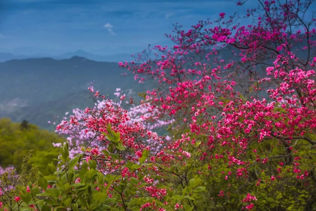 花· 事 | 英山春日[追花日历]来啦!
